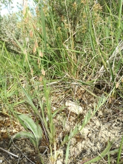 Polygala monspeliaca