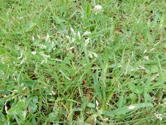 Bouteloua dactyloides