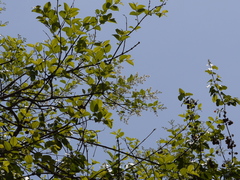 Lagerstroemia microcarpa