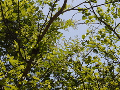 Lagerstroemia microcarpa