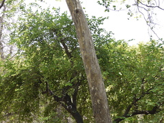 Lagerstroemia microcarpa