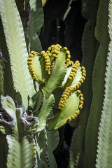 Euphorbia canariensis