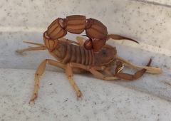 Parabuthus granulatus