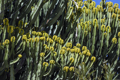 Euphorbia canariensis