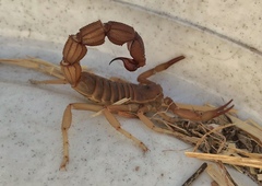 Parabuthus granulatus