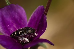 Acmaeodera connexa