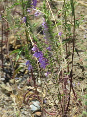 Sairocarpus cornutus