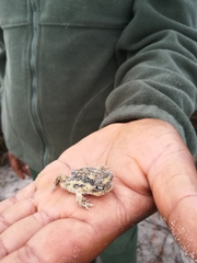 Breviceps namaquensis