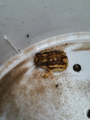 Breviceps namaquensis