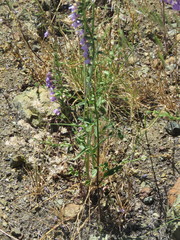 Sairocarpus cornutus