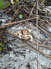 Breviceps namaquensis