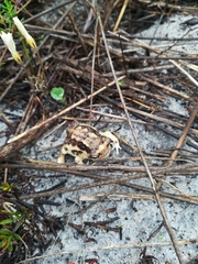 Breviceps namaquensis