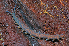 Ooperipatellus