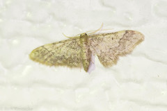 Idaea furciferata