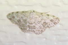 Scopula plantagenaria