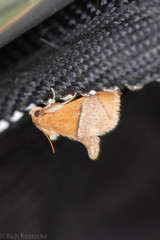 Apoda latomia