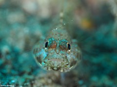 Vanneaugobius canariensis