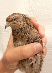 Coturnix