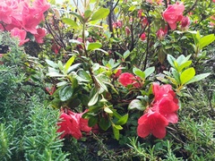 Rhododendron kaempferi