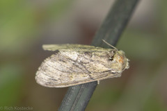 Paraeschra georgica