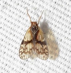 Bothriocera maculata