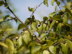 Ziziphus oenopolia