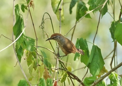Pheugopedius maculipectus