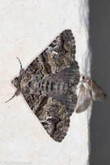Metria amella