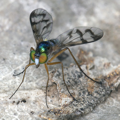 Heteropsilopus ingenuus