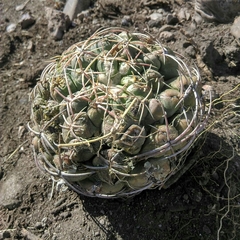 Thelocactus hexaedrophorus