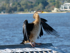 Anhinga novaehollandiae