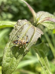 Rhynocoris rapax