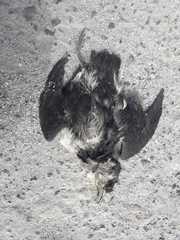 Pelecanoides garnotii