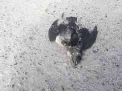 Pelecanoides garnotii