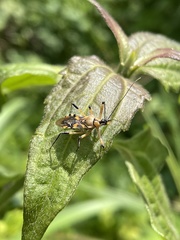 Rhynocoris rapax