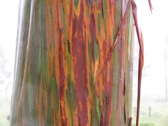 Eucalyptus deglupta image