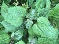 Ageratina roanensis