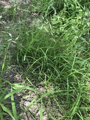 Bouteloua repens