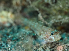 Vanneaugobius canariensis