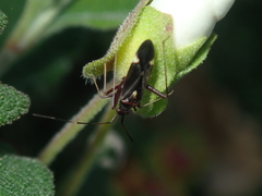 Closterotomus ventralis