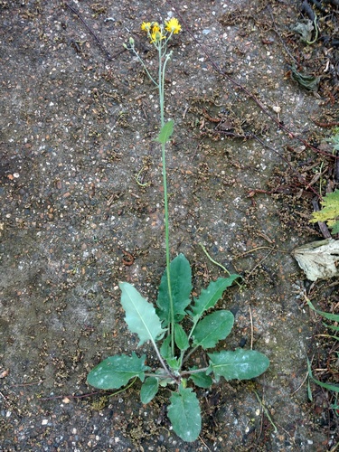 patent-toothed hawkweed (Hieracium aterrimum)