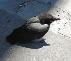 Corvus cornix