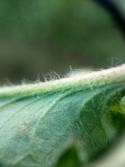 Hieracium aterrimum