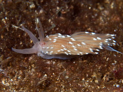 Facelina bostoniensis