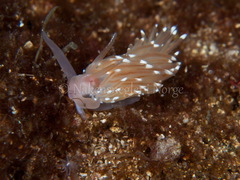Facelina bostoniensis