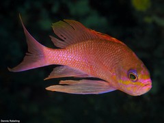 Anthias anthias