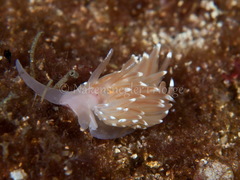 Facelina bostoniensis