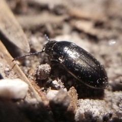 Trachypachus gibbsii