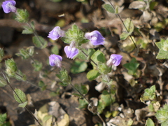 Hygrophila serpyllum