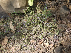 Hygrophila serpyllum